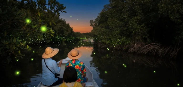 fireflies bintan tour